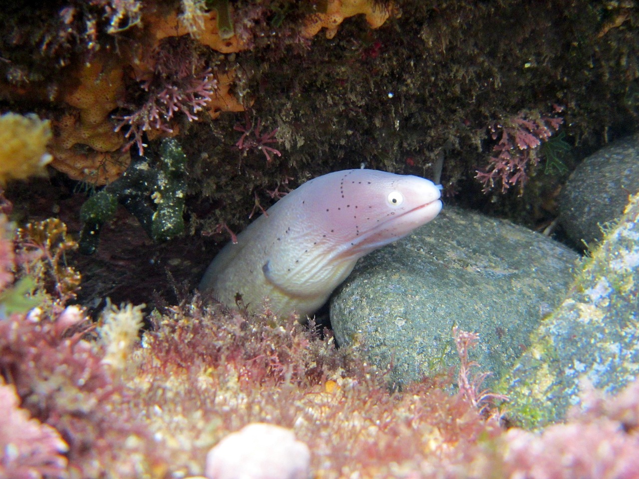 探索海洋霸權(quán)，最新360海島奇兵下載指南