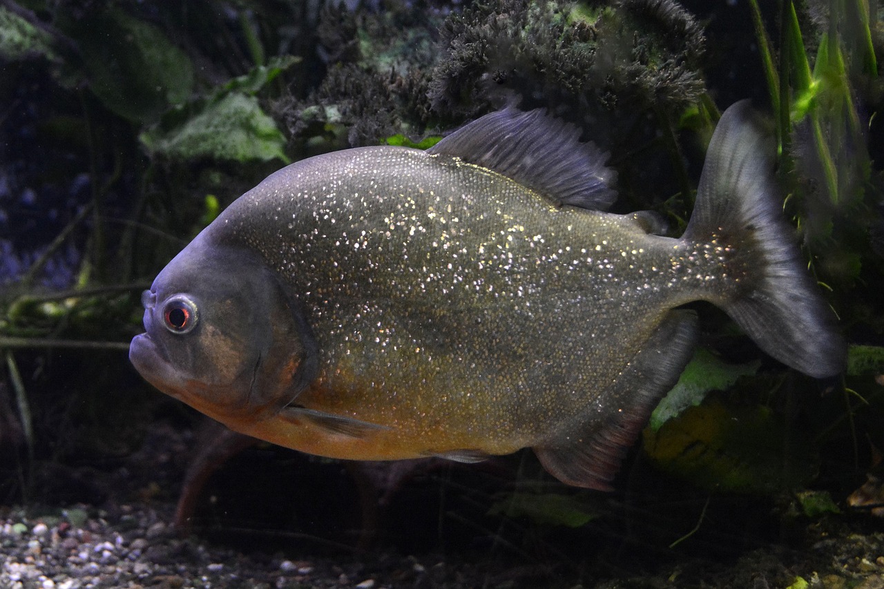 魚魚農(nóng)牧場(chǎng)助手最新版，智能化農(nóng)業(yè)管理的得力助手揭秘