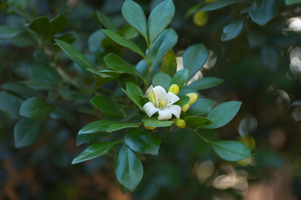 中醫(yī)藥法最新動(dòng)態(tài)，邁向現(xiàn)代化與規(guī)范化的新征程